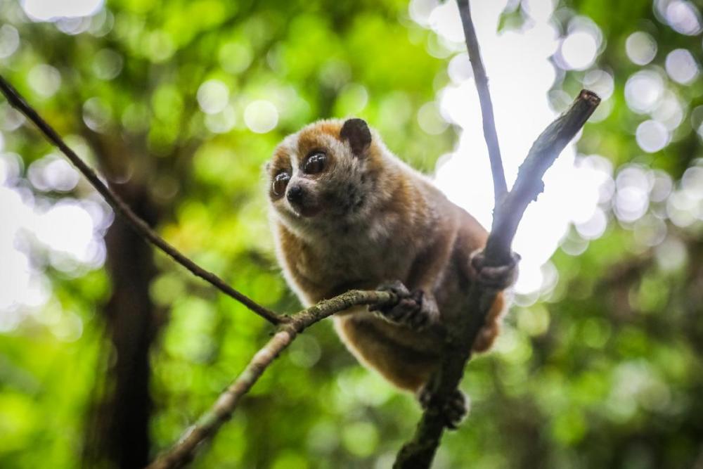 国家一级重点保护动物大眼萌猴回归大围山