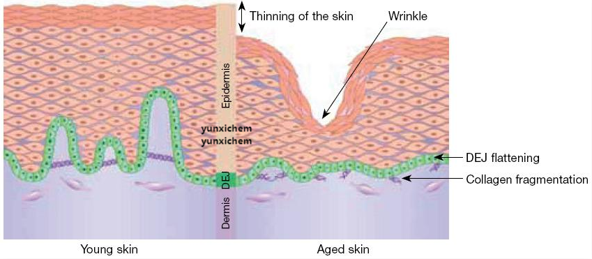 乙酰基二肽-13/RELISTASE改善皮肤紧密性多肽
