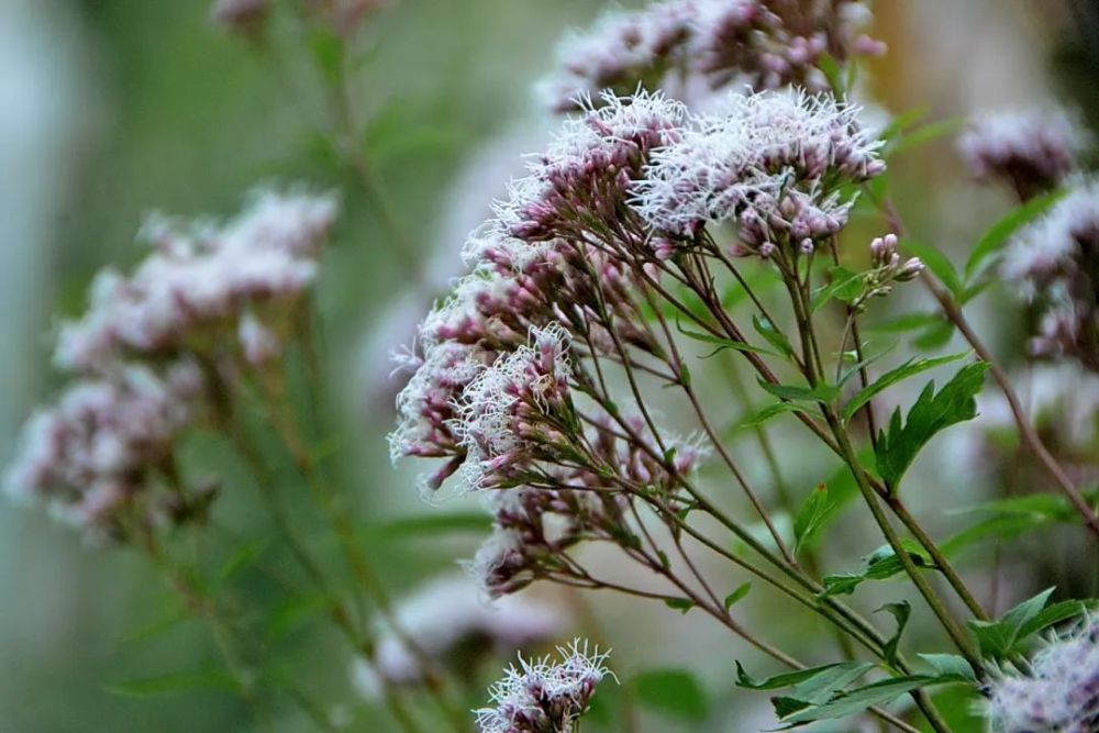 花白色或带微红色别名大泽兰,小泽兰,鸡骨香,香草佩兰为菊科植物佩兰
