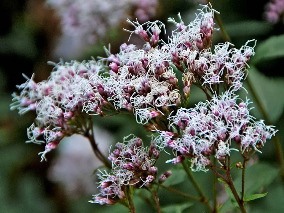 花白色或带微红色别名大泽兰,小泽兰,鸡骨香,香草佩兰为菊科植物佩兰