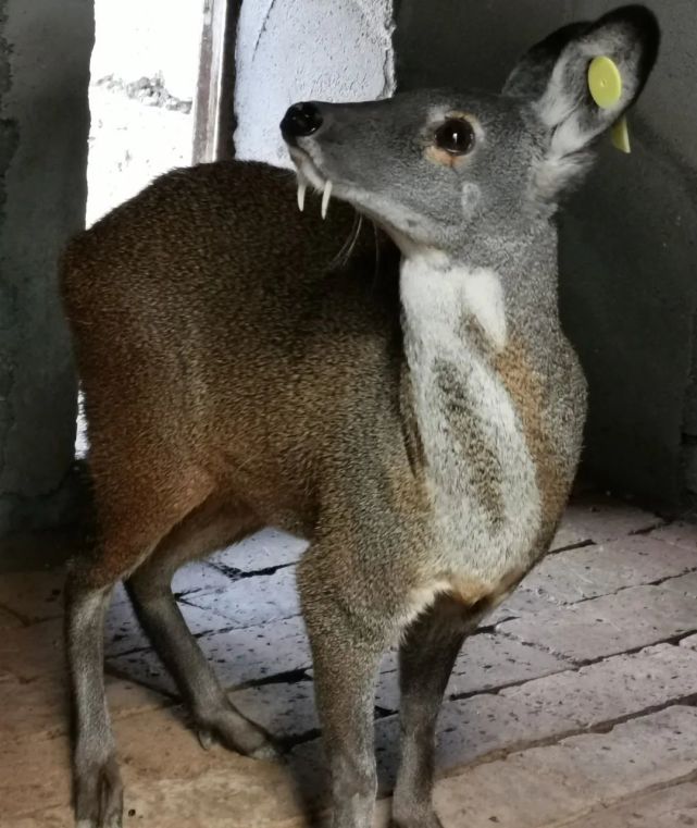 快来看门源人工养殖的林麝
