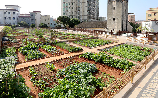 东莞凤岗这些生态小菜园种出美丽乡村新风景