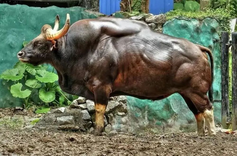 云南发现世界级珍稀巨型野牛 重达15吨堪称现代版牛魔王
