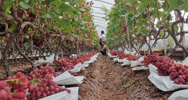 云南好丰景口感甜脆颜值高通海兴蒙乡的葡萄熟啦