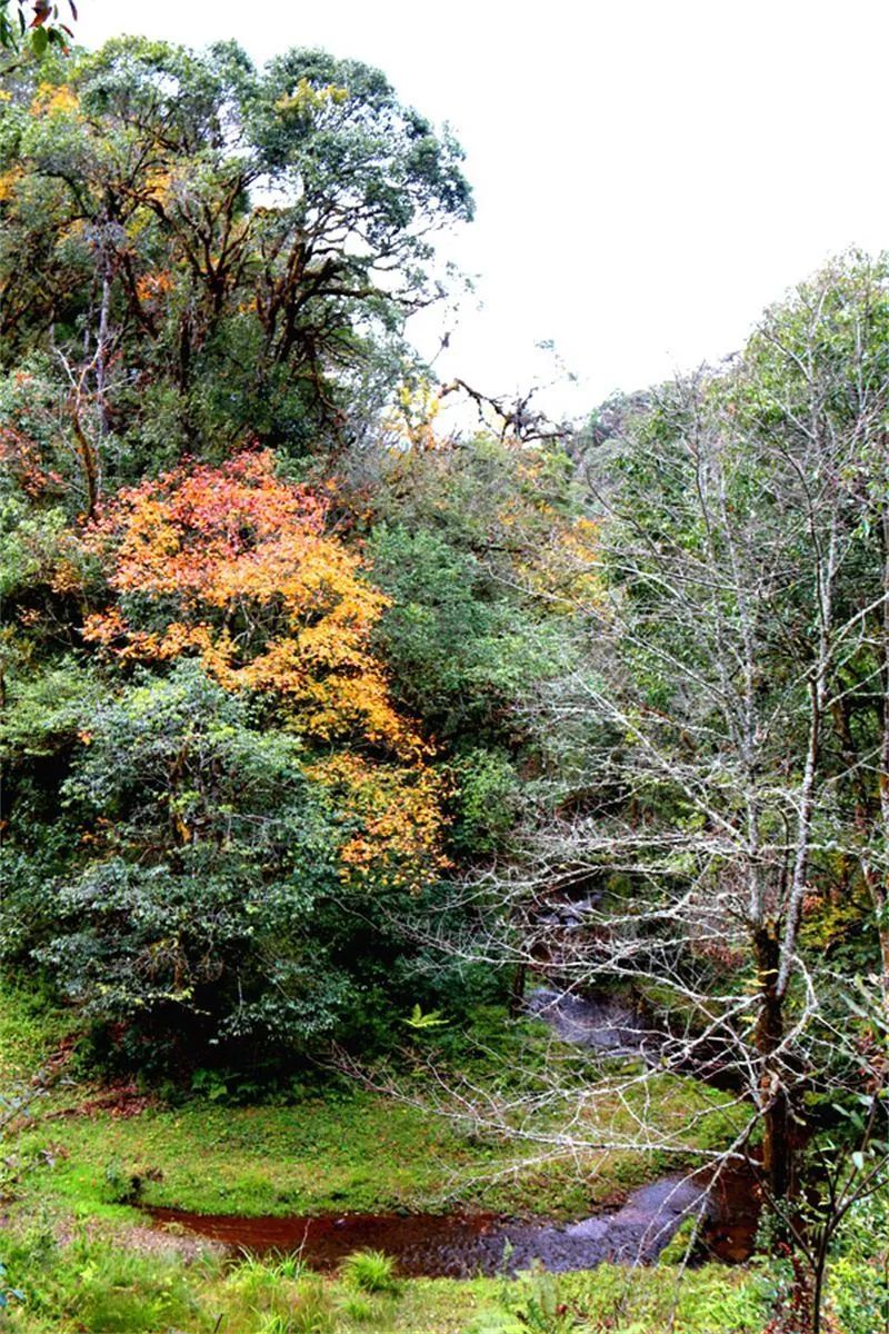 景东徐家坝,金秋惹人醉!