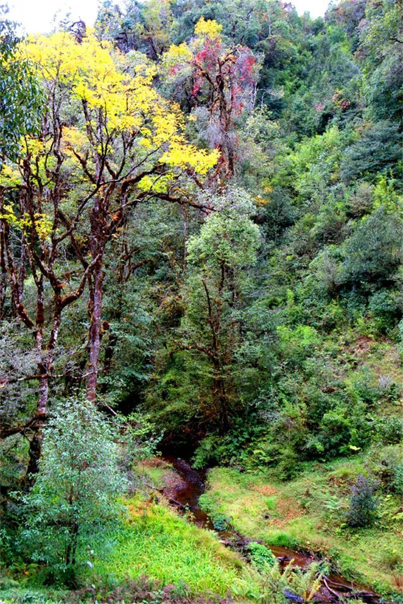 景东徐家坝,金秋惹人醉!