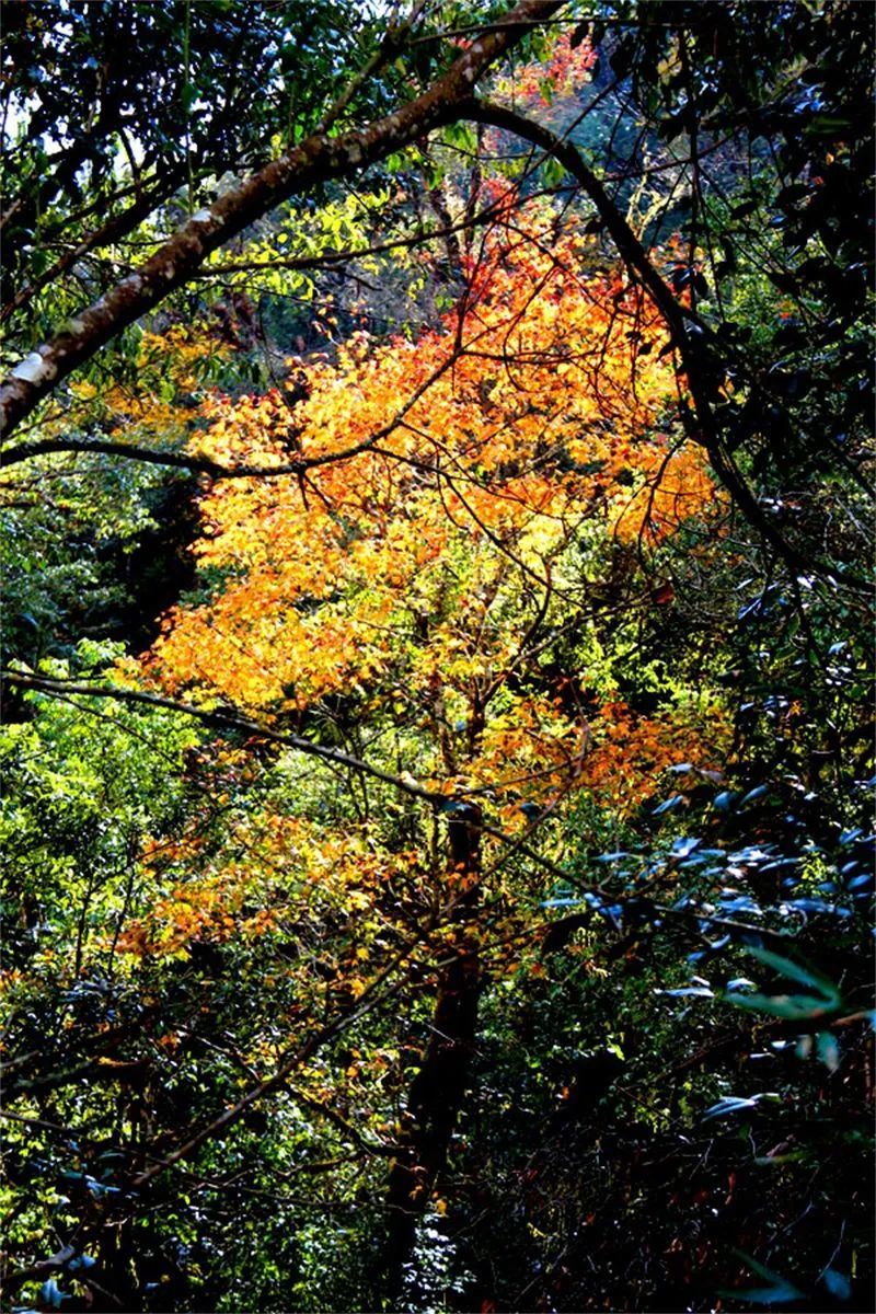 景东徐家坝,金秋惹人醉!