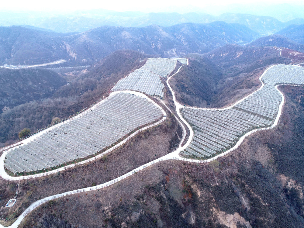 这是10月26日拍摄的陕西省延安市安塞区南沟村苹果园(无人机照片).