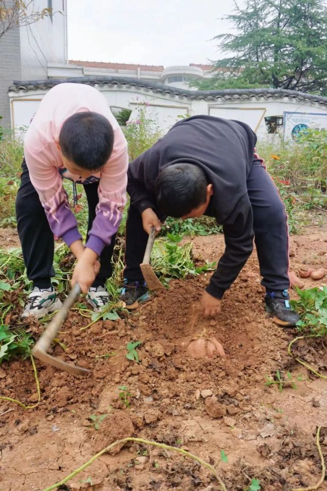 土豆怎么样保存才能不发芽_土豆发芽如何保存_存放的土豆发芽了还能吃吗