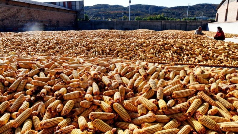 金灿灿的玉米铺平大地,堆成山包,蔚为壮观,成为当地一道靓丽夺目的