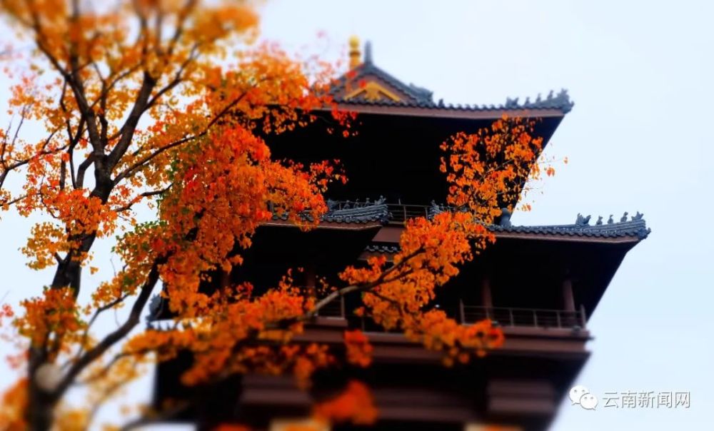 行摄云南秋城秋意浓