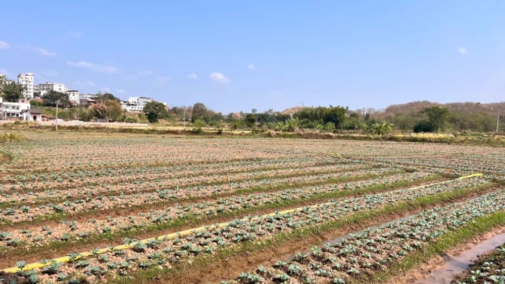 雄州街道黎口村積極引水灌溉為農田解渴