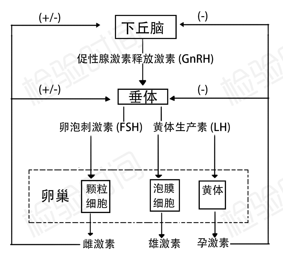 女性性腺轴图片