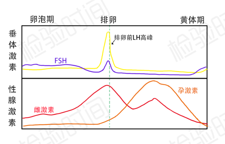 排卵前,雌激素高峰對下丘腦產生正反饋作用,下丘腦釋放大量促性腺激素