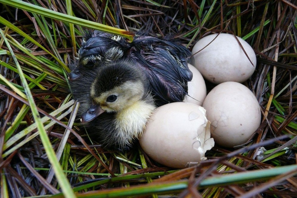 他像一个负责任的"奶爸"一样,每天两次到池塘巡护,观察小鸭的孵化和