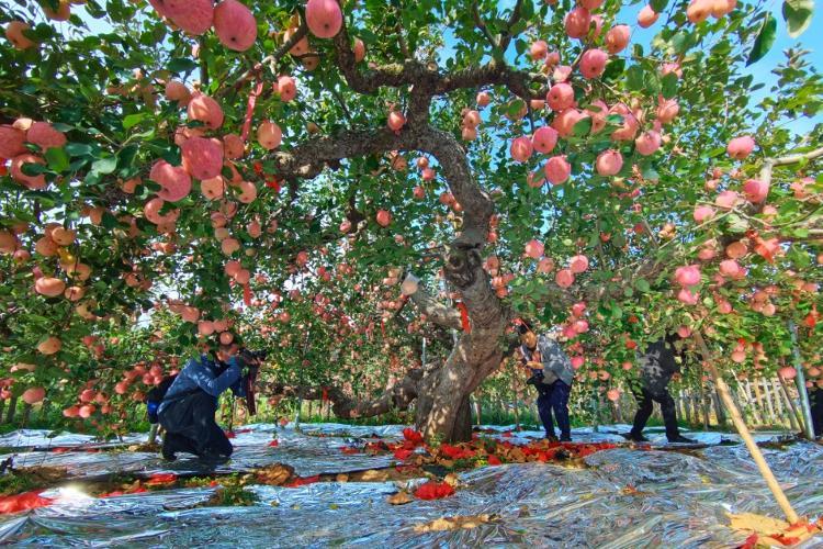 百年春华秋实138岁中国现存最长树龄苹果树至今果香四溢