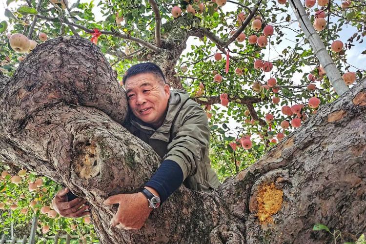 百年春华秋实138岁中国现存最长树龄苹果树至今果香四溢