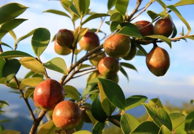 安徽太湖:"油茶果"变"黄金果"