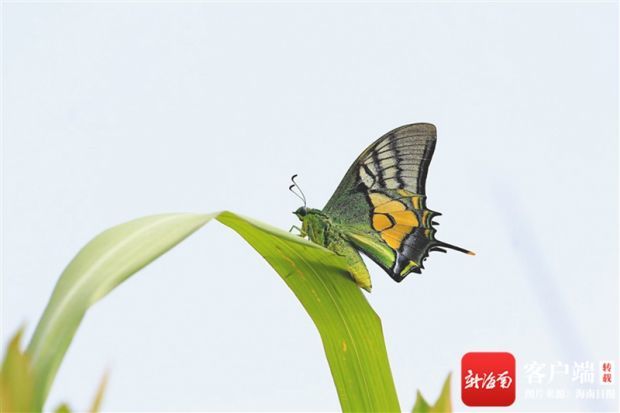 金斑缘凤蝶图片