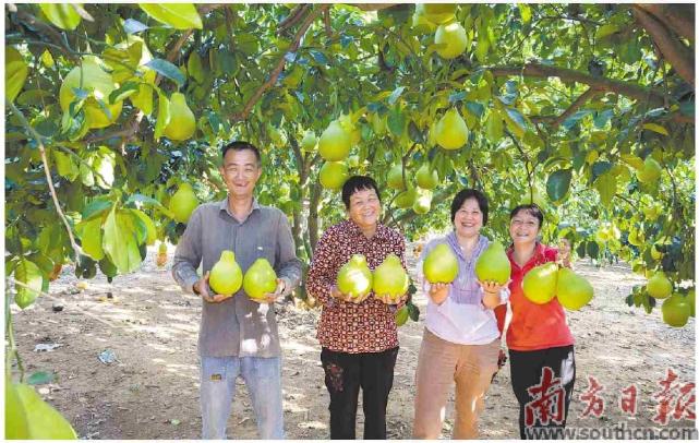 “柚”有好价“柚”见丰收_腾讯新闻