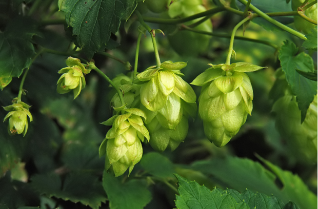 荒野維生野菜系列——啤酒花_騰訊新聞