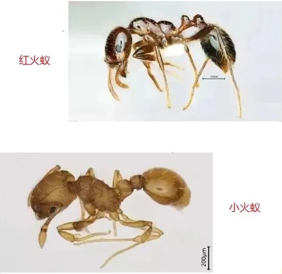 【动植物检疫】红火蚁VS小火蚁，认清两种入侵物种及其危害_腾讯新闻