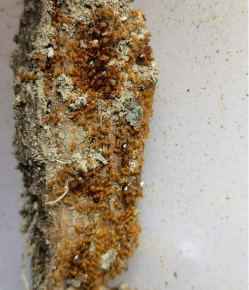 【动植物检疫】红火蚁vs小火蚁,认清两种入侵物种及其危害_腾讯新闻