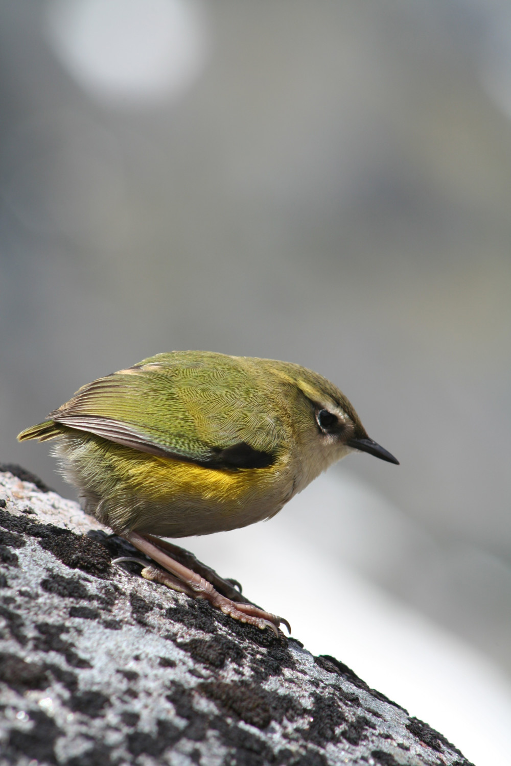 岩异鹩当选2022年新西兰"年度鸟类"