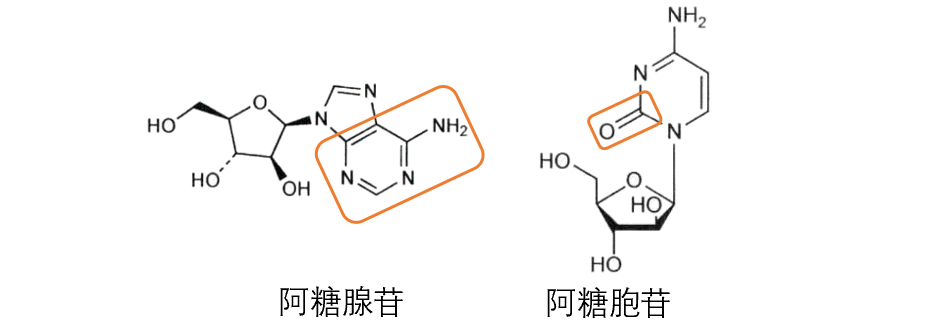 5,阿糖腺苷—阿糖胞苷具有抗焦虑,镇静催眠,抗癫痫作用.