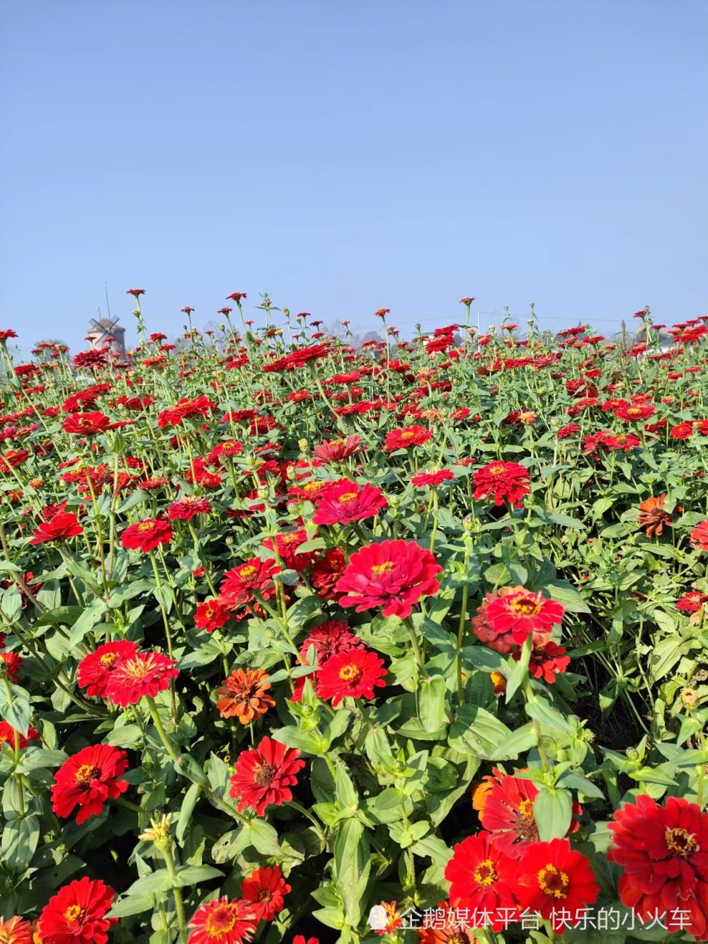 十一月你好 东润紫海田园遇见一片浪漫花海 腾讯新闻