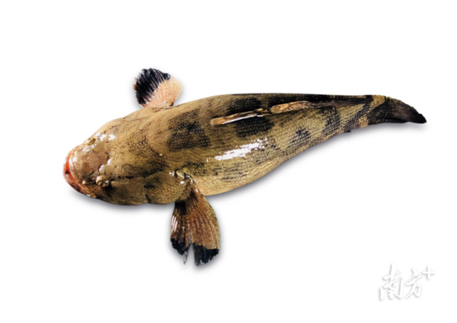 食"预"东莞|小笋壳鱼打通大市场,上了一桌预制菜-腾讯新闻