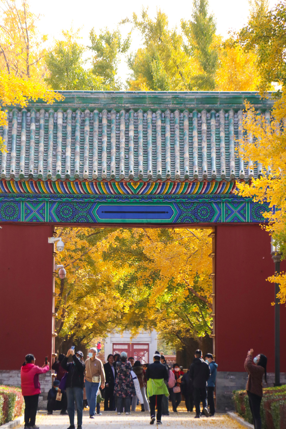 漫步北京地坛公园银杏渐染满目金黄