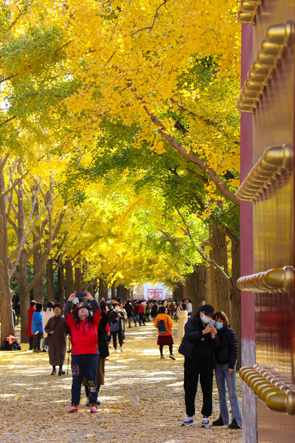 漫步北京地坛公园银杏渐染满目金黄
