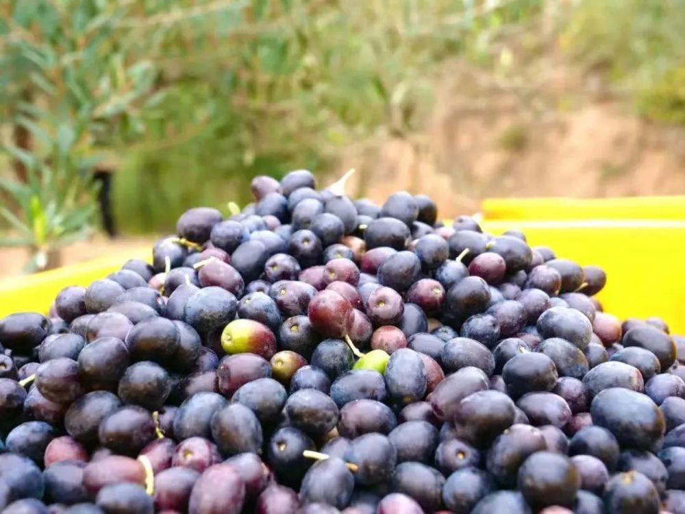 直播预告2022年甘肃陇南油橄榄节明日开幕