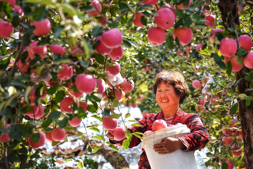 组图丨沂源苹果喜获丰收