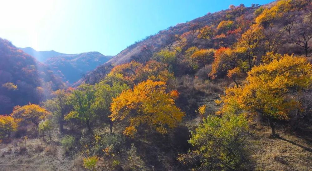 秋日的野核桃沟景区色彩绚丽层林尽染美如画