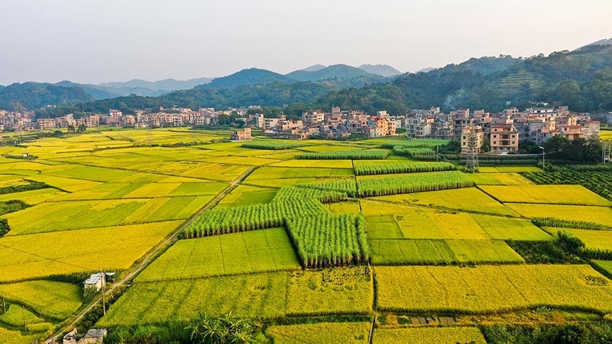 近日,在广西浦北县,连片的稻田里金黄的稻穗压弯了腰,大地仿佛披上了