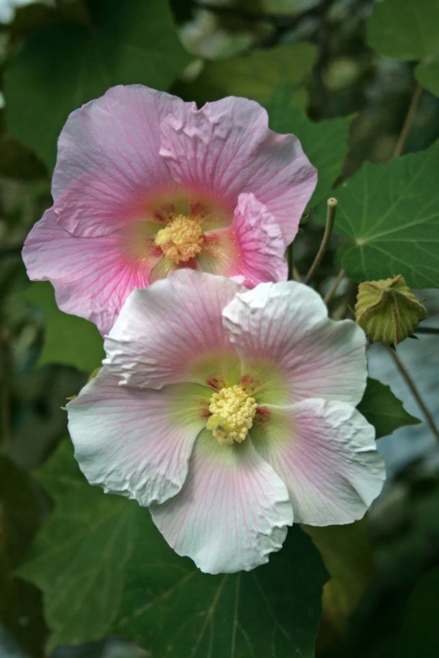 除了是成都的市花,木芙蓉还有这些不为人知的小故事