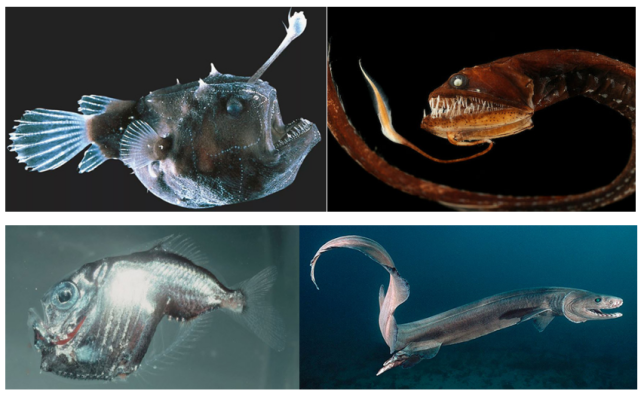 fish),深海龙鱼(deep-sea dragonfish),斧头鱼(hatchet fish)以及堪称