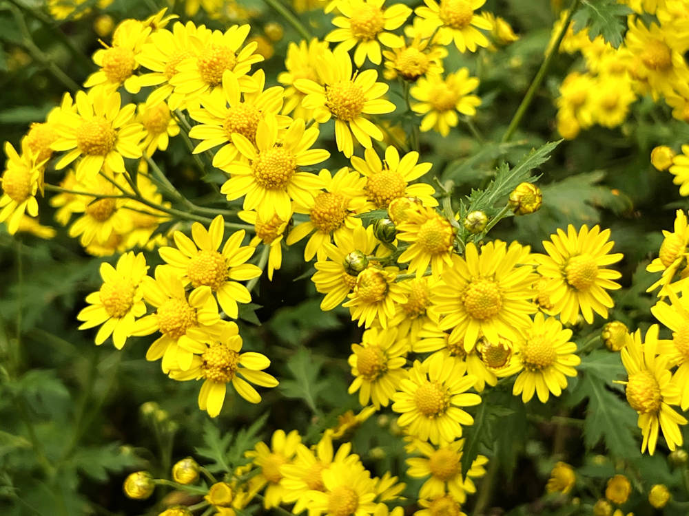 遍地尽把黄金押剑阁野菊花盛开这是乡野间的风景超好看