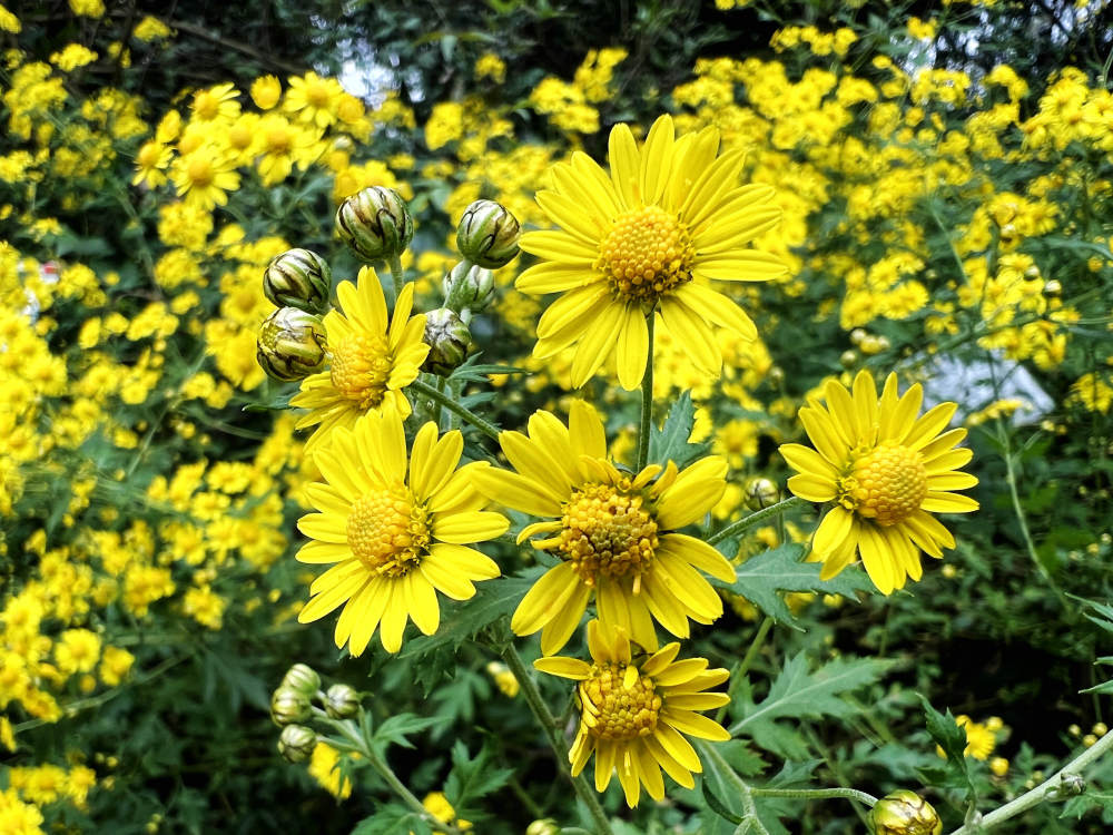 秋天迎來了野菊花開花的時節,山坡路旁到處