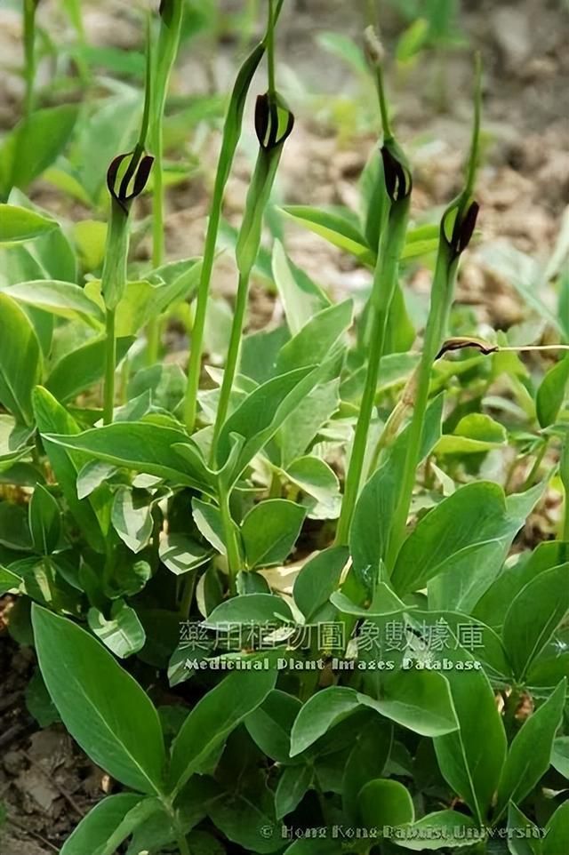 生半夏有毒!一起来了解下它的炮制品吧_腾讯新闻