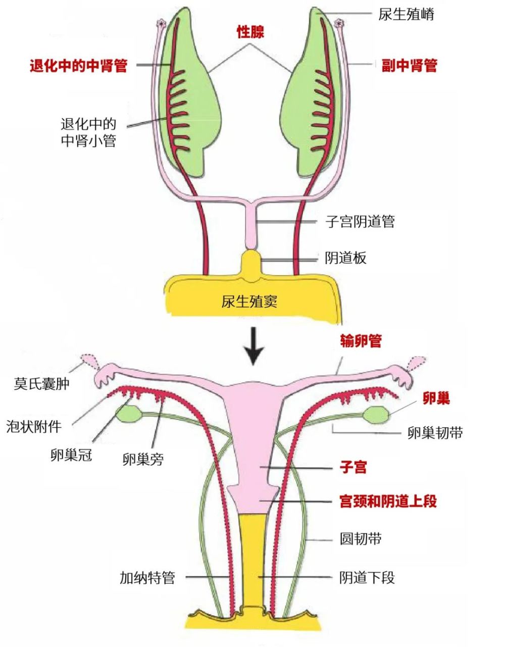 医生从我的肚脐眼里掏出了10多斤的肿物