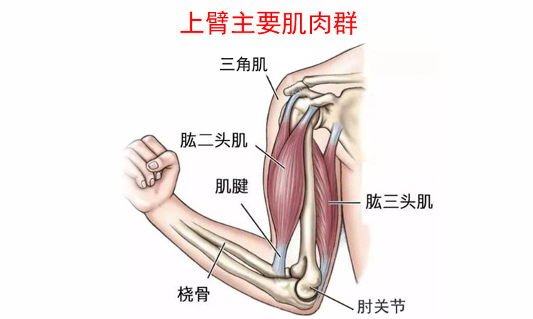 肱二頭肌,肱三頭肌和背肌一起練哪個組合好?_騰訊新聞