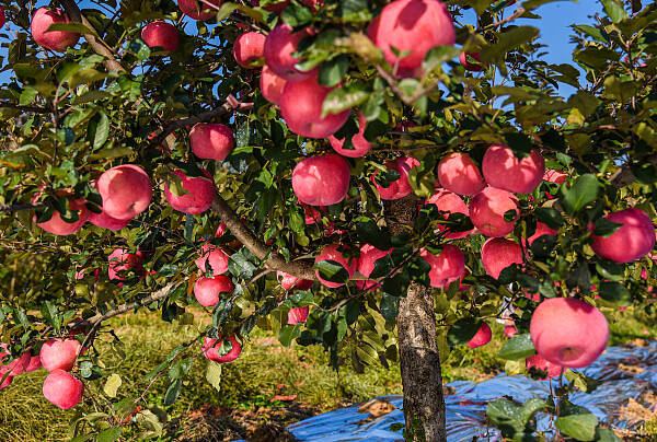 夜读|无私的苹果树