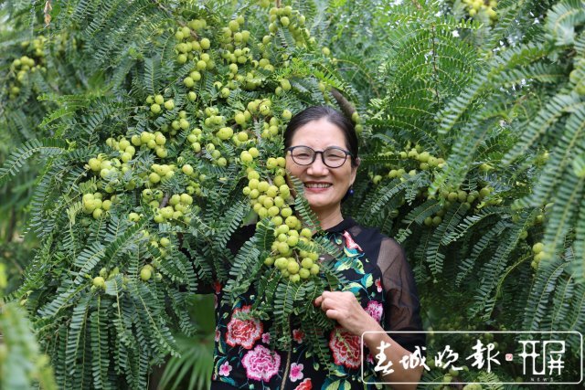 最美家乡人｜黄文英：种出数千亩比乒乓球还大的滇橄榄！_腾讯新闻