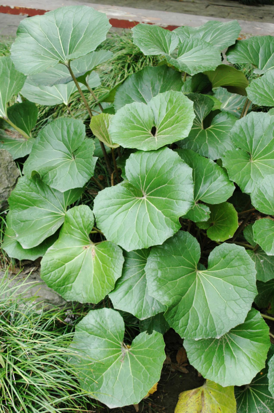 皮实的大吴风草怎么养?|小叶子有"花"招_腾讯新闻