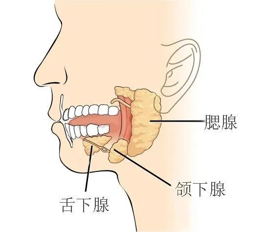 口腔内部有3对大唾液腺,包括腮腺,颌下腺和舌下腺,黏膜上还有无数小