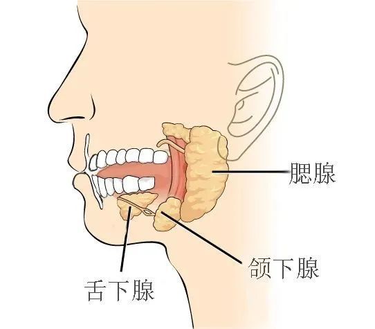 腮腺口在什么位置图片