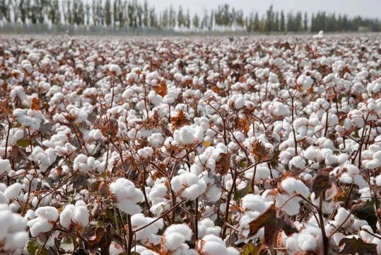 【天山南北好"丰"景】依其艾日克镇:棉花喜丰收 农户采收忙